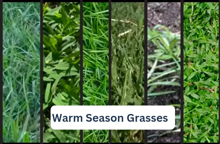image of warm season grasses