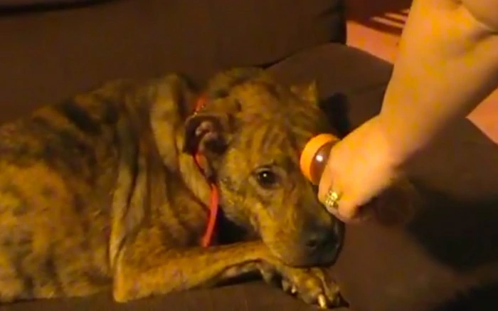 image of a dog not liking cayenne pepper powder