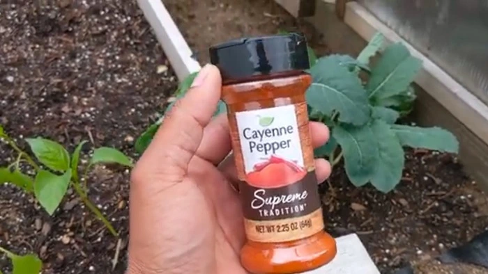 image of cayenne pepper