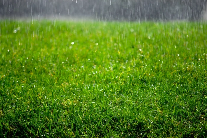 image of a lawn in rain