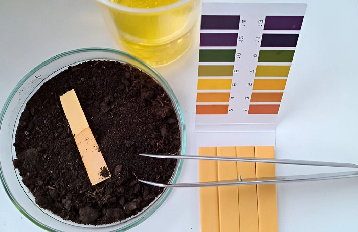 image of testing soil pH